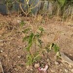 Combretum micranthum Habit