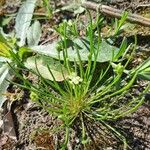 Ranunculus minimus Blatt