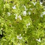 Ocimum basilicum Folha