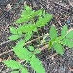 Rubus occidentalisBlad