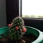 Mammillaria voburnensis Maua