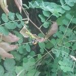Colutea arborescens Leaf