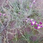 Matthiola longipetala Habit