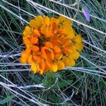 Erysimum capitatum Floare