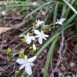 Libertia paniculata Flor