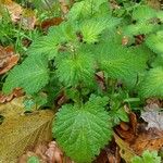 Urtica membranacea Levél