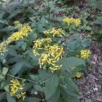 Senecio ovatus Flower