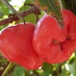 Syzygium aqueum Фрукт