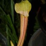 Sarracenia rubra Levél