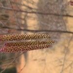 Alnus serrulata Flor