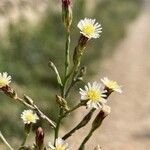 Symphyotrichum subulatumফুল