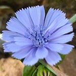 Cichorium intybus Λουλούδι