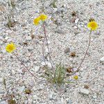 Chaenactis glabriuscula Hábito