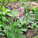 Pulsatilla vulgaris Leaf