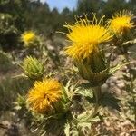 Carthamus arborescens Blomma