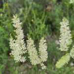 Koeleria pyramidata Flower