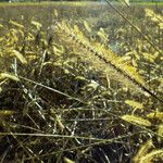 Setaria verticillata Frucht