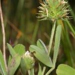 Trifolium leucanthum Flower