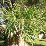 Afrocarpus falcatus Листок