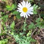 Leucanthemum ircutianum Кветка