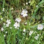 Stellaria palustris برگ