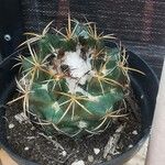 Coryphantha elephantidens Ліст