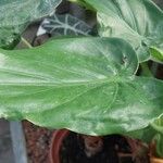 Alocasia cucullata Lapas