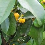 Garcinia brasiliensis Fruit