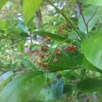 Amelanchier obovalis Hábito