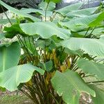 Calathea crotalifera Leaf