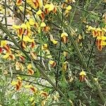 Cytisus decumbens 整株植物