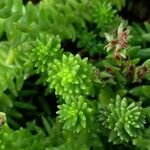 Sedum goldmanii Hoja