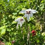 Gladiolus murielae Květ