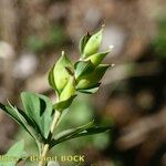 Corydalis intermedia Плід