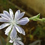 Cichorium intybusŽiedas