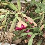 Schlumbergera bridgesii Hàbitat