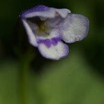 Torenia crustacea Flor