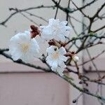 Prunus × subhirtella Кветка