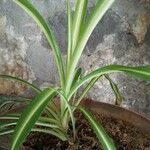 Chlorophytum capenseLeaf