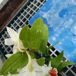 Dendrobium cruentum ഇല