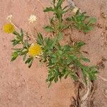 Gaillardia spathulata Flor