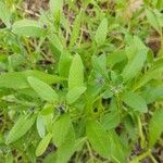 Asperugo procumbens Hoja