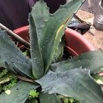 Agave asperrima Leaf