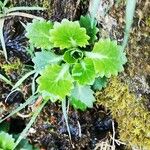 Saxifraga spathularis Leaf