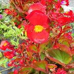 Begonia cucullata Flower