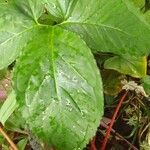 Syngonium podophyllumLeaf