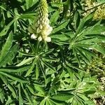 Lupinus × regalis Foglia