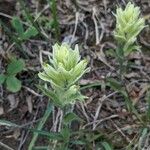 Castilleja occidentalis Žiedas