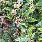 Abelia chinensis برگ