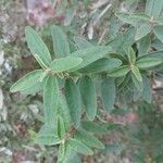 Correa decumbens Foglia